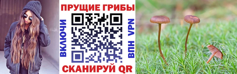 где купить наркоту Подольск Галлюциногенные грибы мухоморы